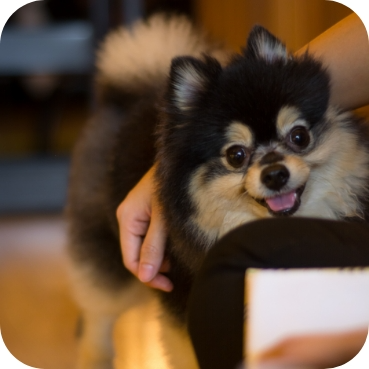 Adoption 1