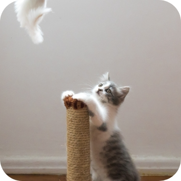 Adoption 3